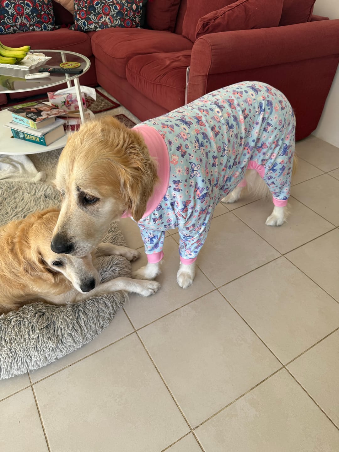 Customer photo review of Dog Pajama - Butterfly