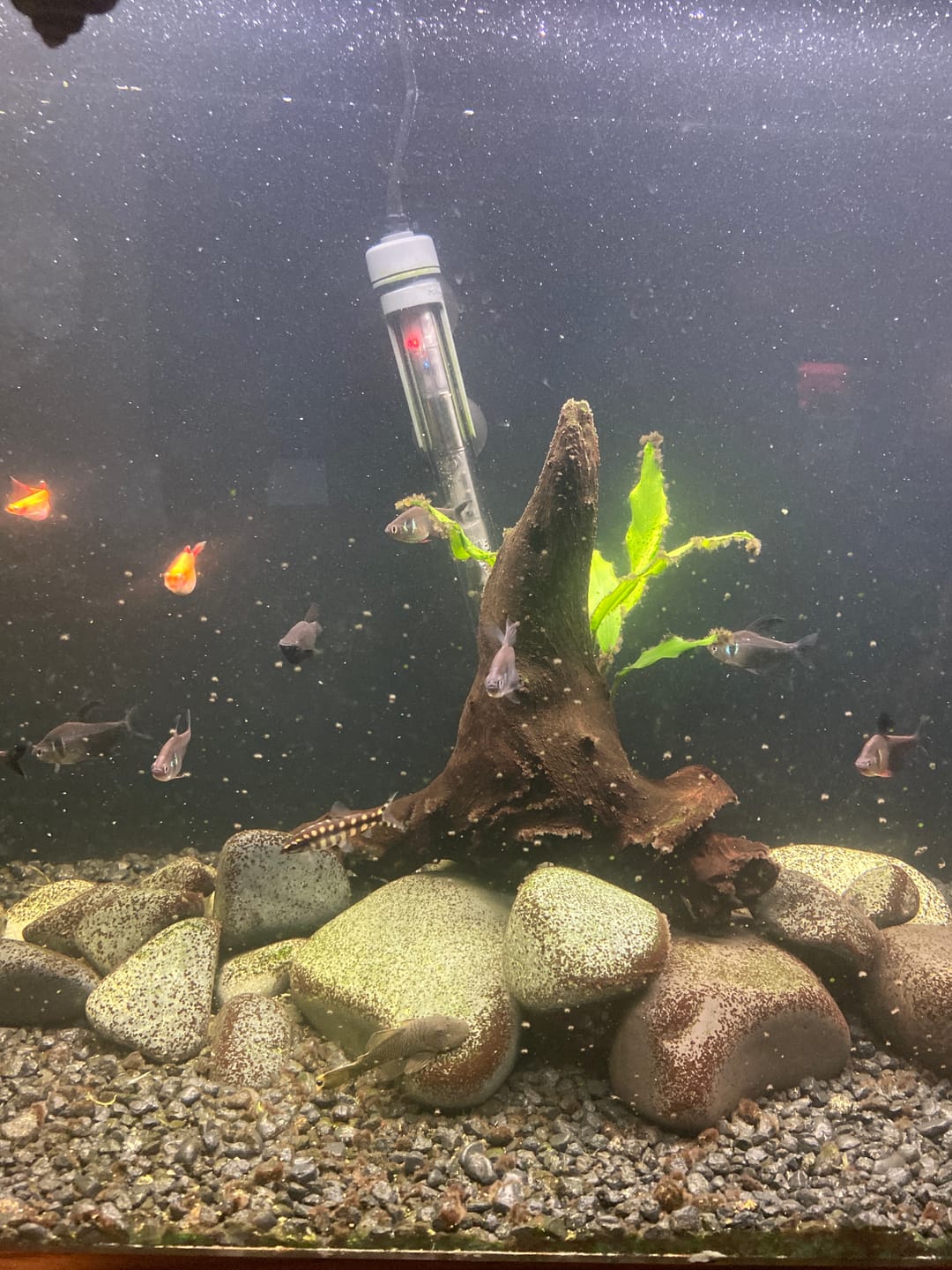 Customer photo review of Scuba Preset Heaters