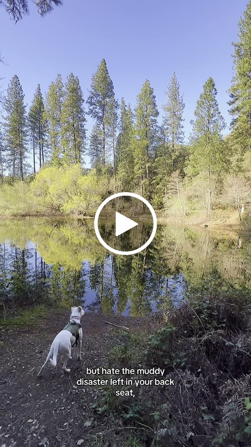 Customer video review of Dog Rear Seat Cover with Hammock - Regular