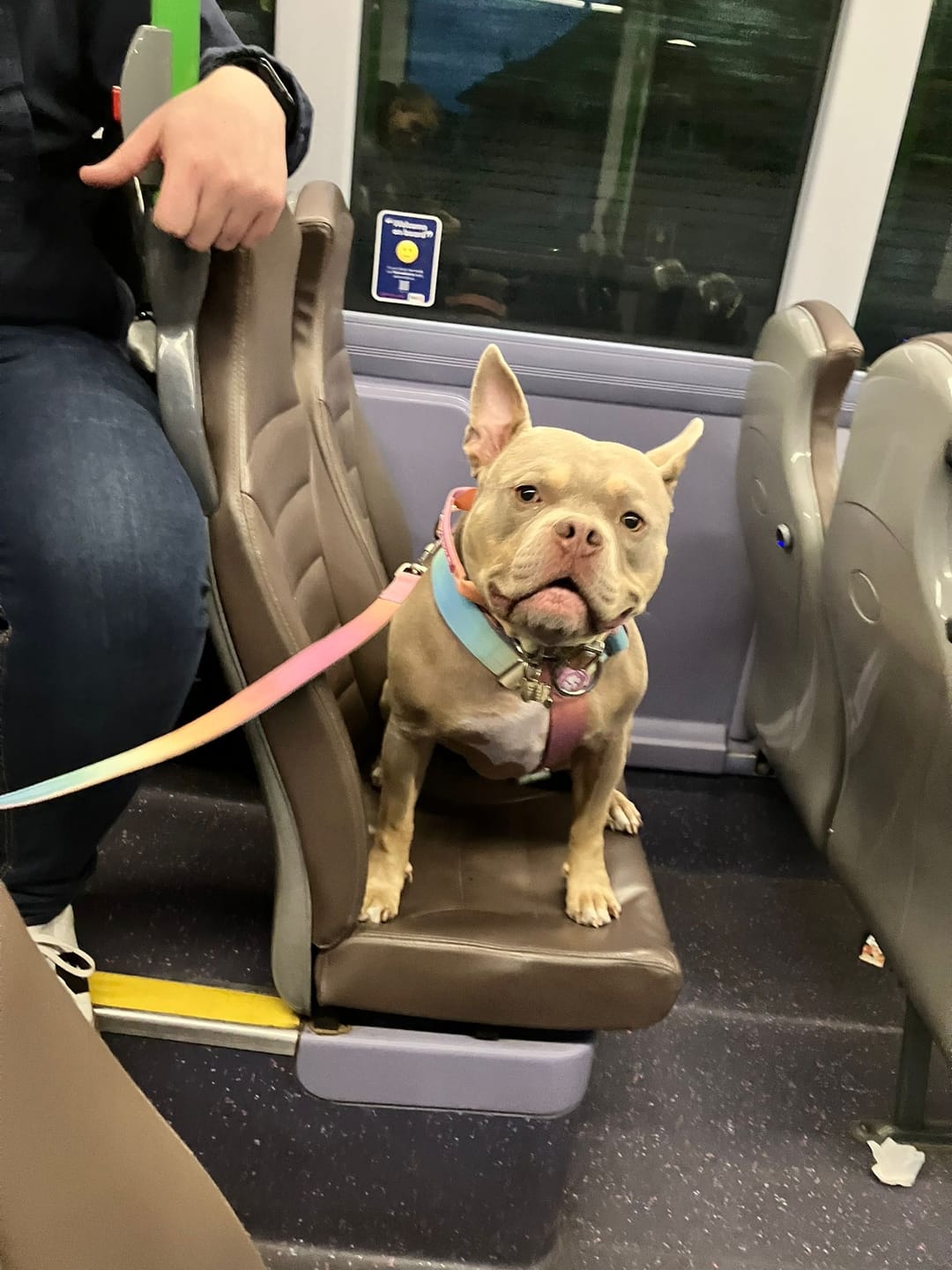 Customer photo review of Comfort Control Dog Collars