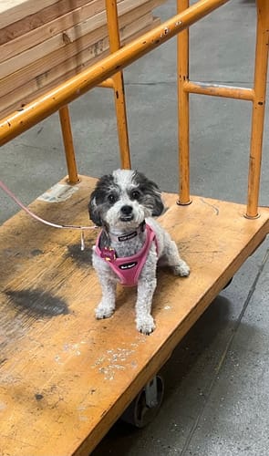 Customer photo review of All Natural Baked Biscuits - 10 oz