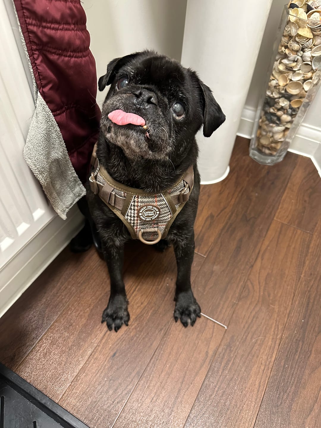 Customer photo review of Trail & Glow® Dog Harness - The Khaki One