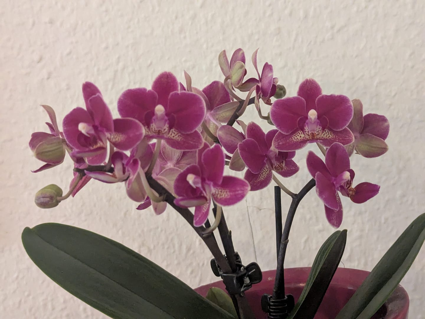 Customer photo review of Table Dance Chamonix mit weinroten Blüten und 2 Rispen