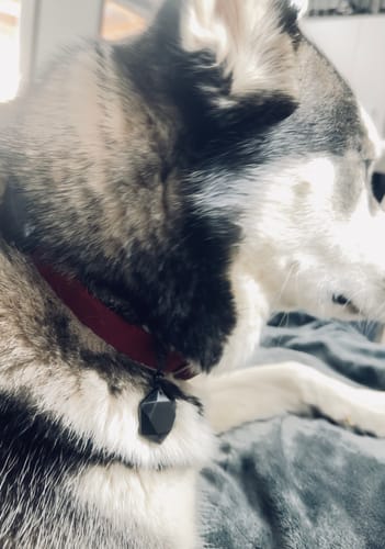 Close-up of a customer's dog wearing the black Obsidian Self Protection Necklace on its collar.