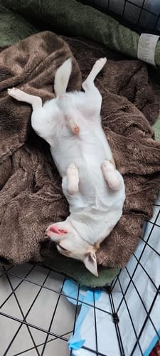 Le chihuahua d'un client, Martin, se relaxant sur le dos après avoir pris le Complément articulations.