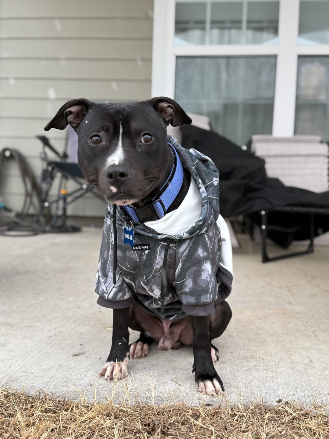 Customer photo review of Concrete Wood Dog Hoodie - Asphalt