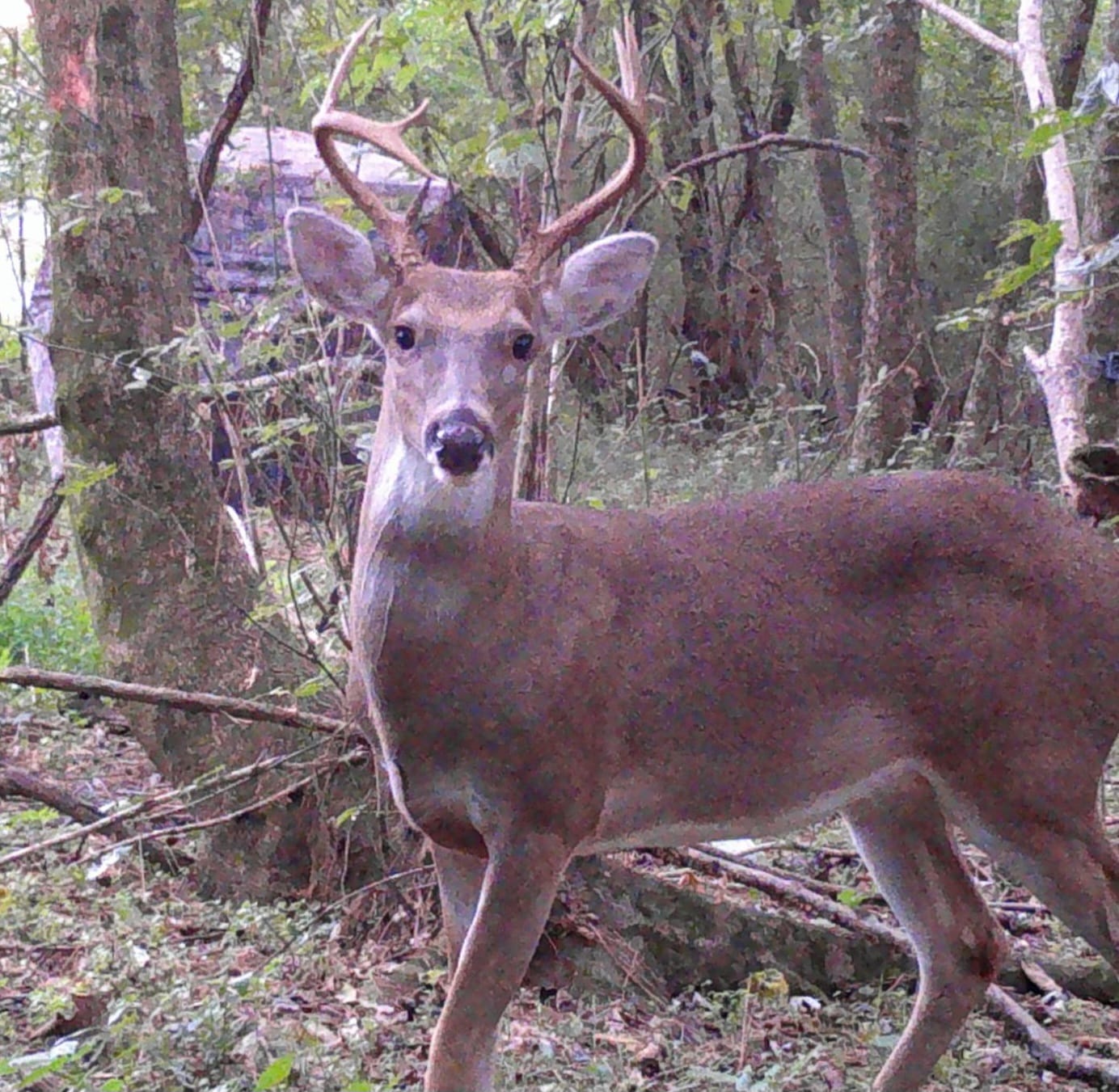 Customer photo review of VisMax See Through Blind | 270° Pop Up 3-4 Man Deer Blind | Portable Ground Blind Hunting for Sale with Hunters Comfort Design