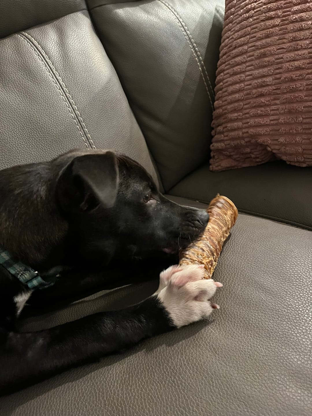 Customer photo review of 6 Inch Beef Trachea