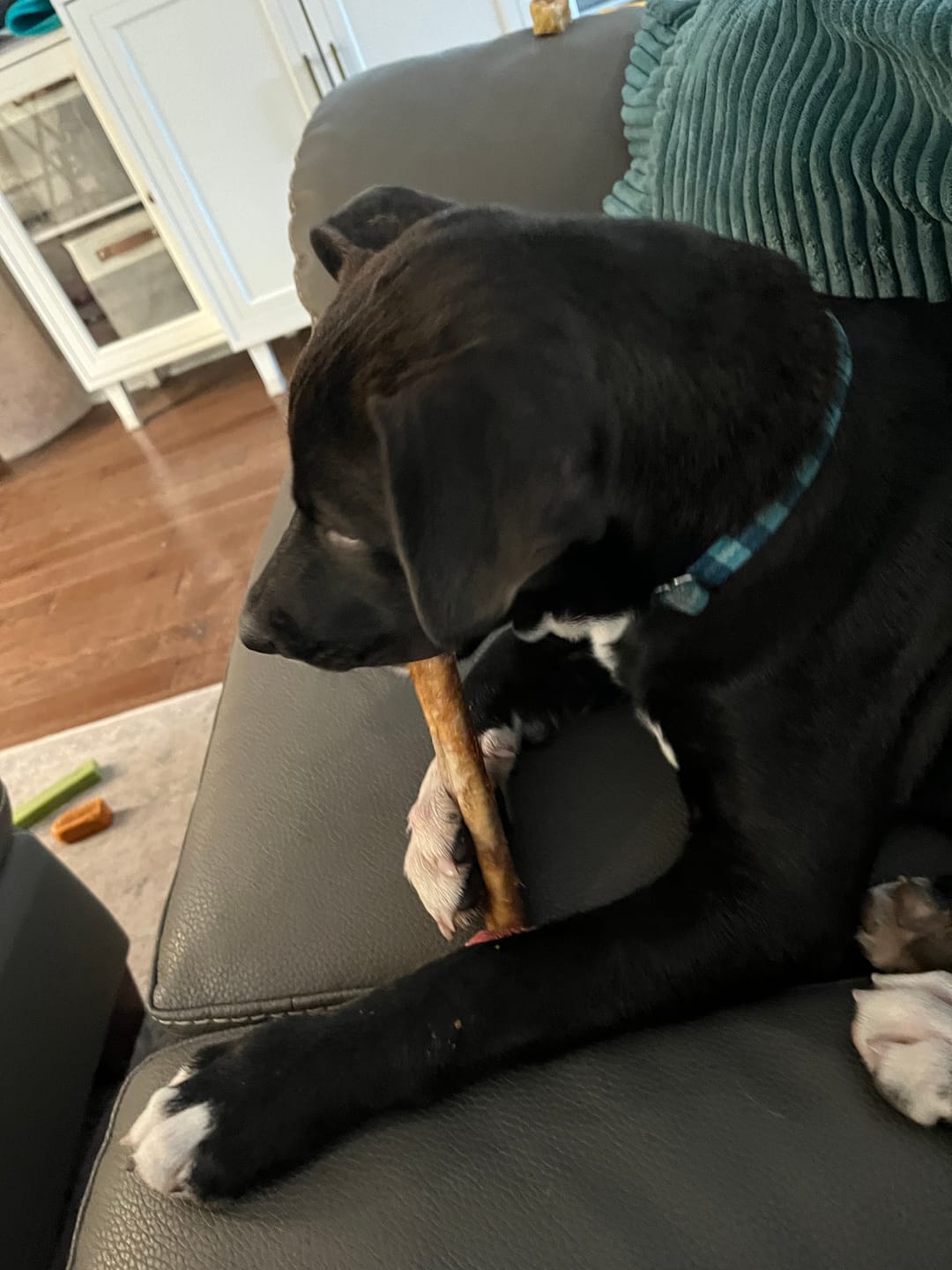 Customer photo review of 6 Inch Bully Coated Gourmet Collagen Sticks