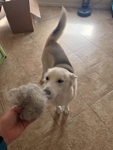 Pet hair collected with StaticLift mitt
