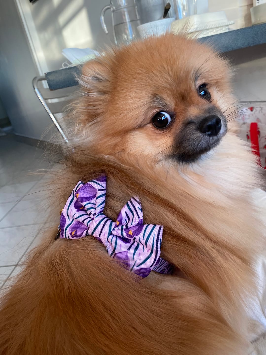 Customer photo review of Mucha dla psa "Amethyst"