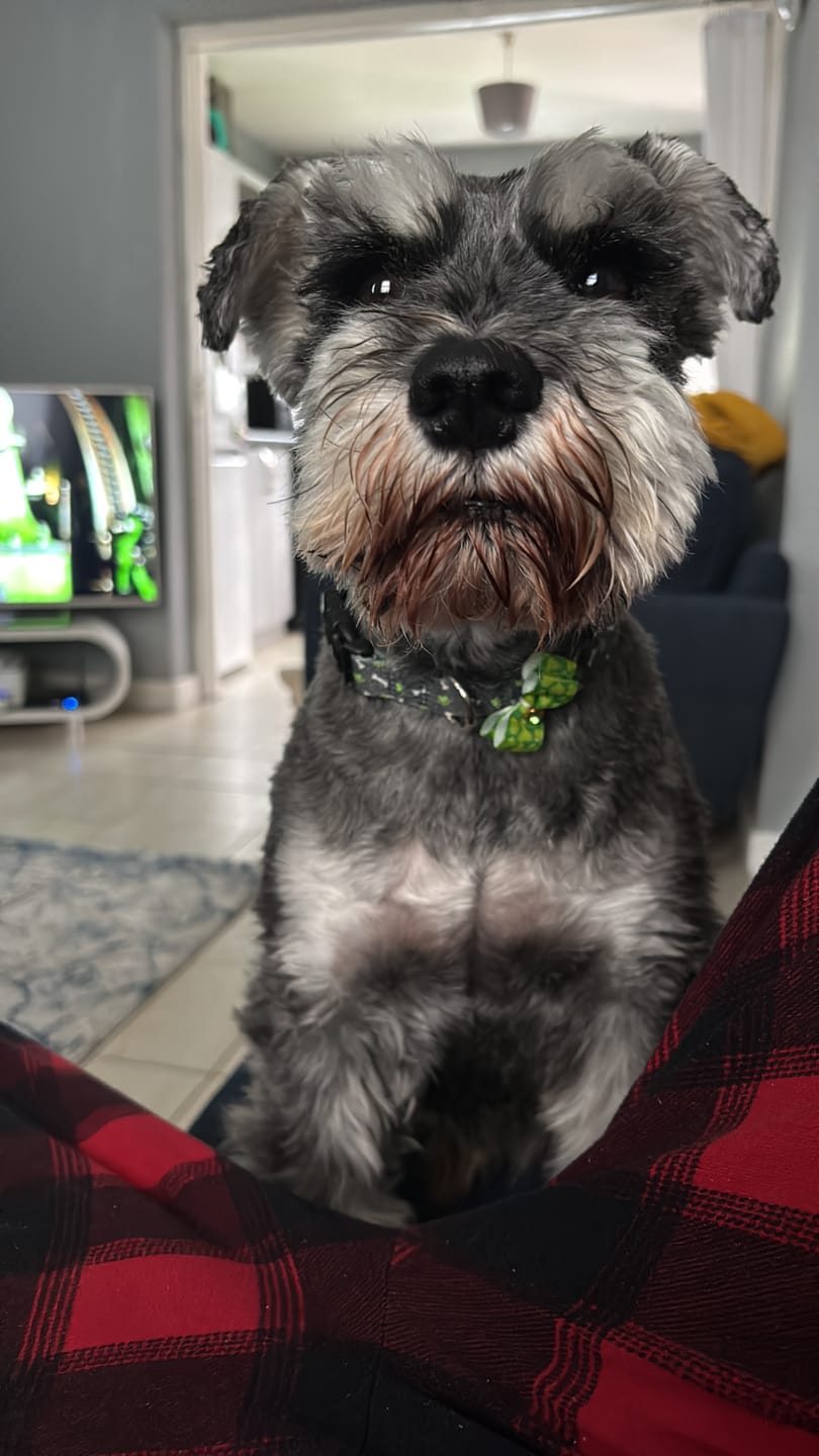 Customer photo review of Anti Bark Training Collar