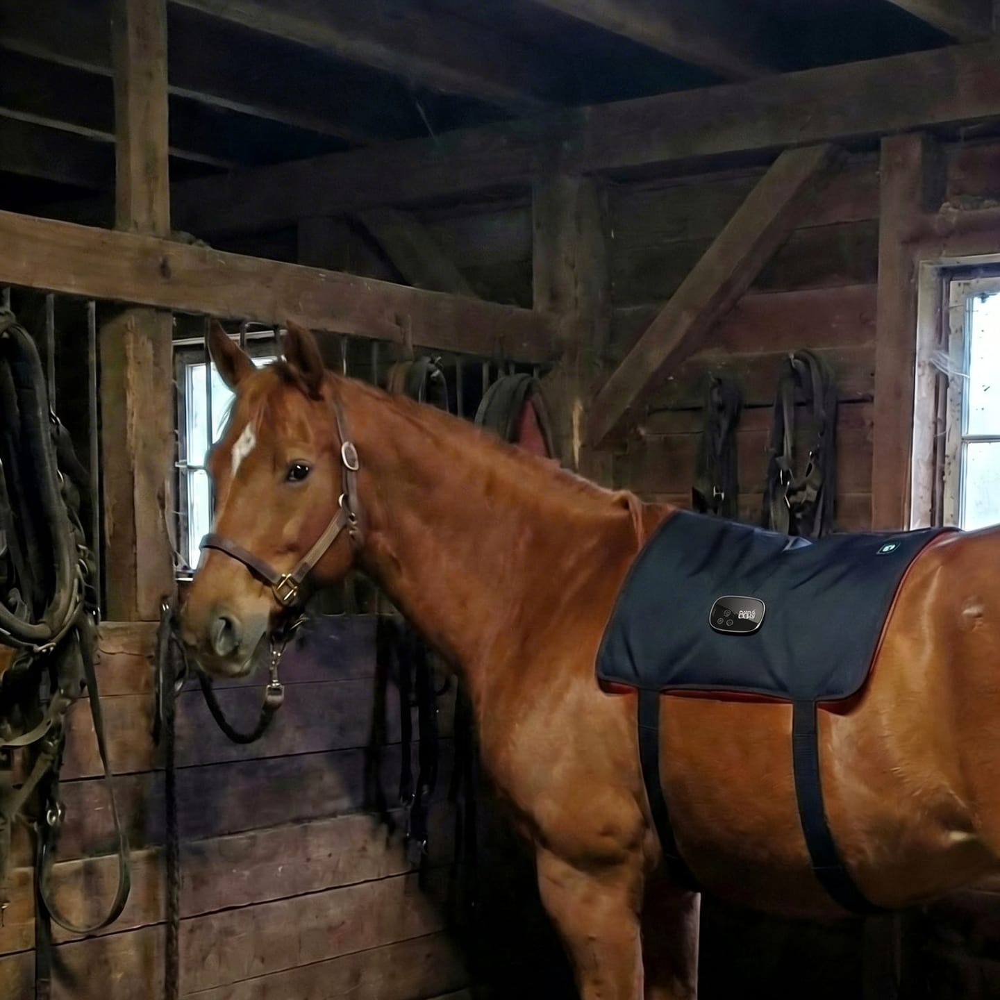 Customer photo review of HorseHalo™ Full-Back Red Light Pad
