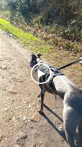 Customer video review of Escape proof Harness (3 Strap)