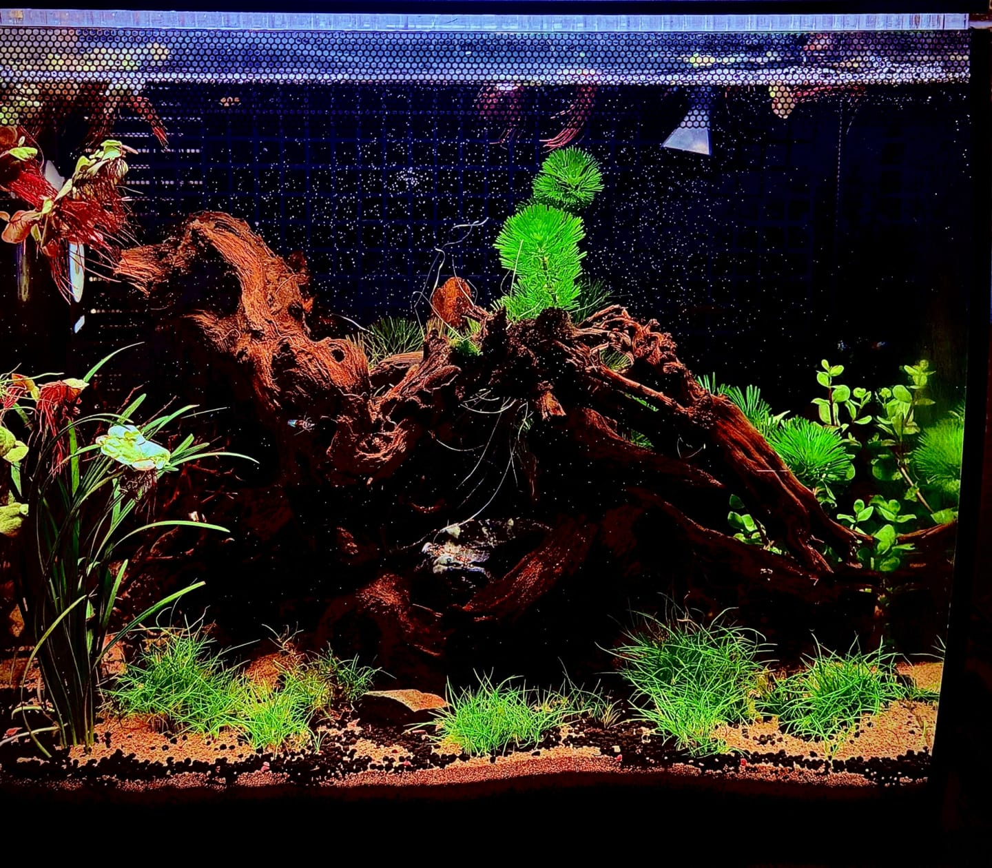Customer photo review of Freshwater Pom Pom Crab (Ptychognathus barbatus)