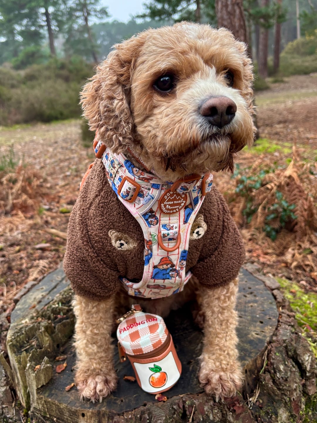 Customer photo review of Paddington™ Tough Trails™ Harness - Peckish Paddington