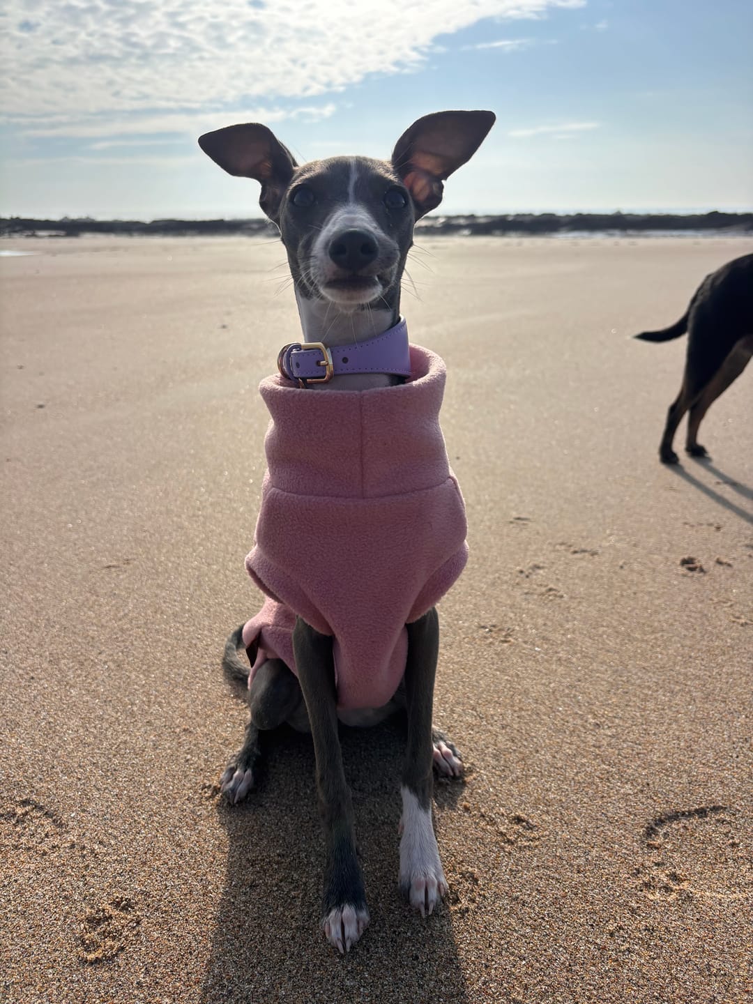 Customer photo review of Lavender Hound Collar