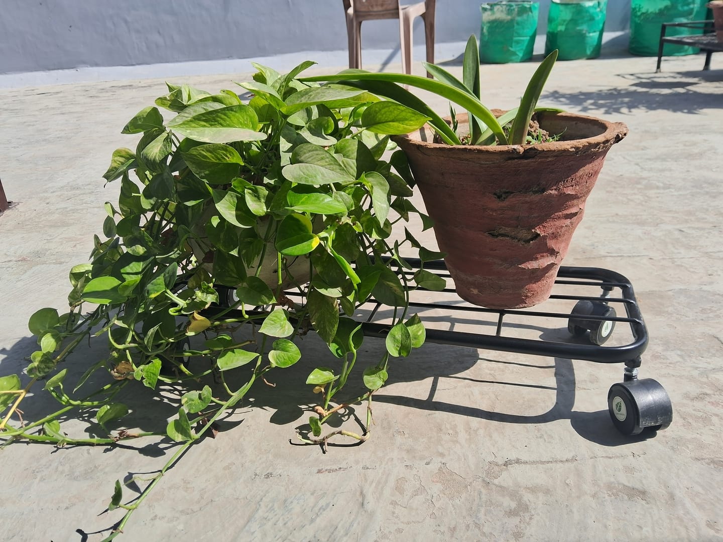 Customer photo review of TryGreen Ivy Wheel Rolling Plant Stand for Planters