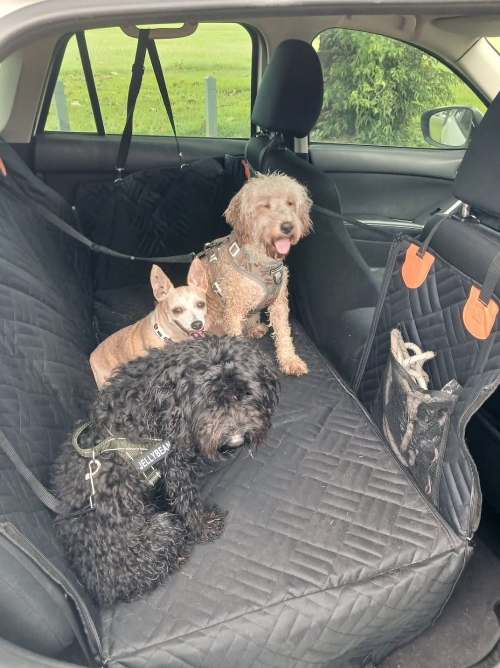 Customer photo review of Marlo&Co™ Dog Seat Cover