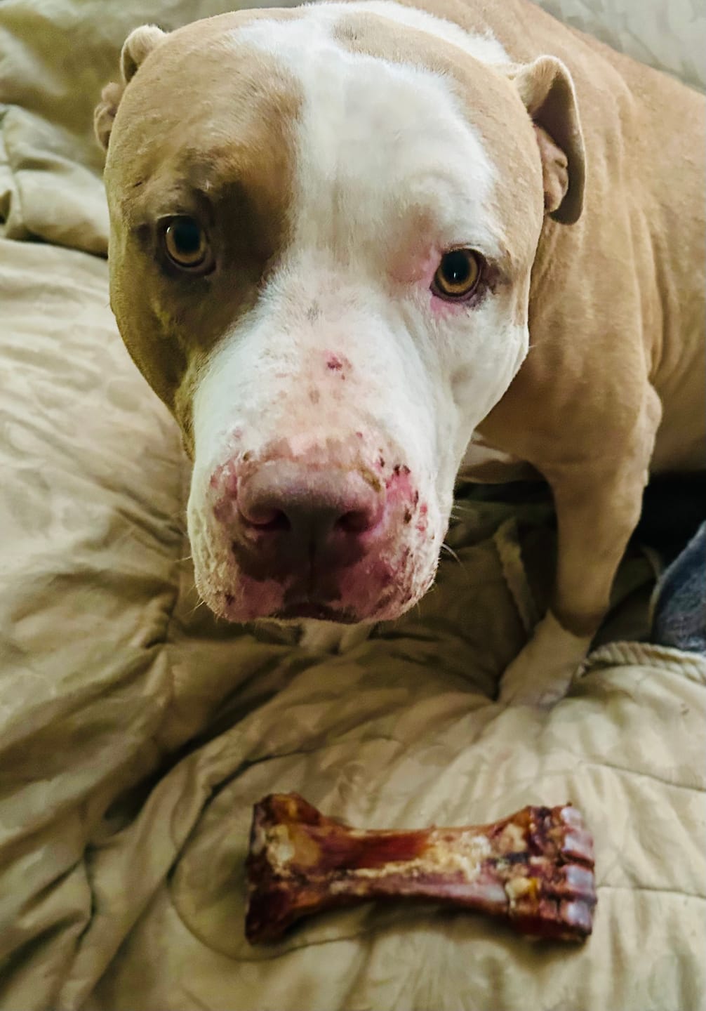 Customer photo review of Chewy Ostrich Knee Tendon: The Satisfying, Joint-Supporting Chew
