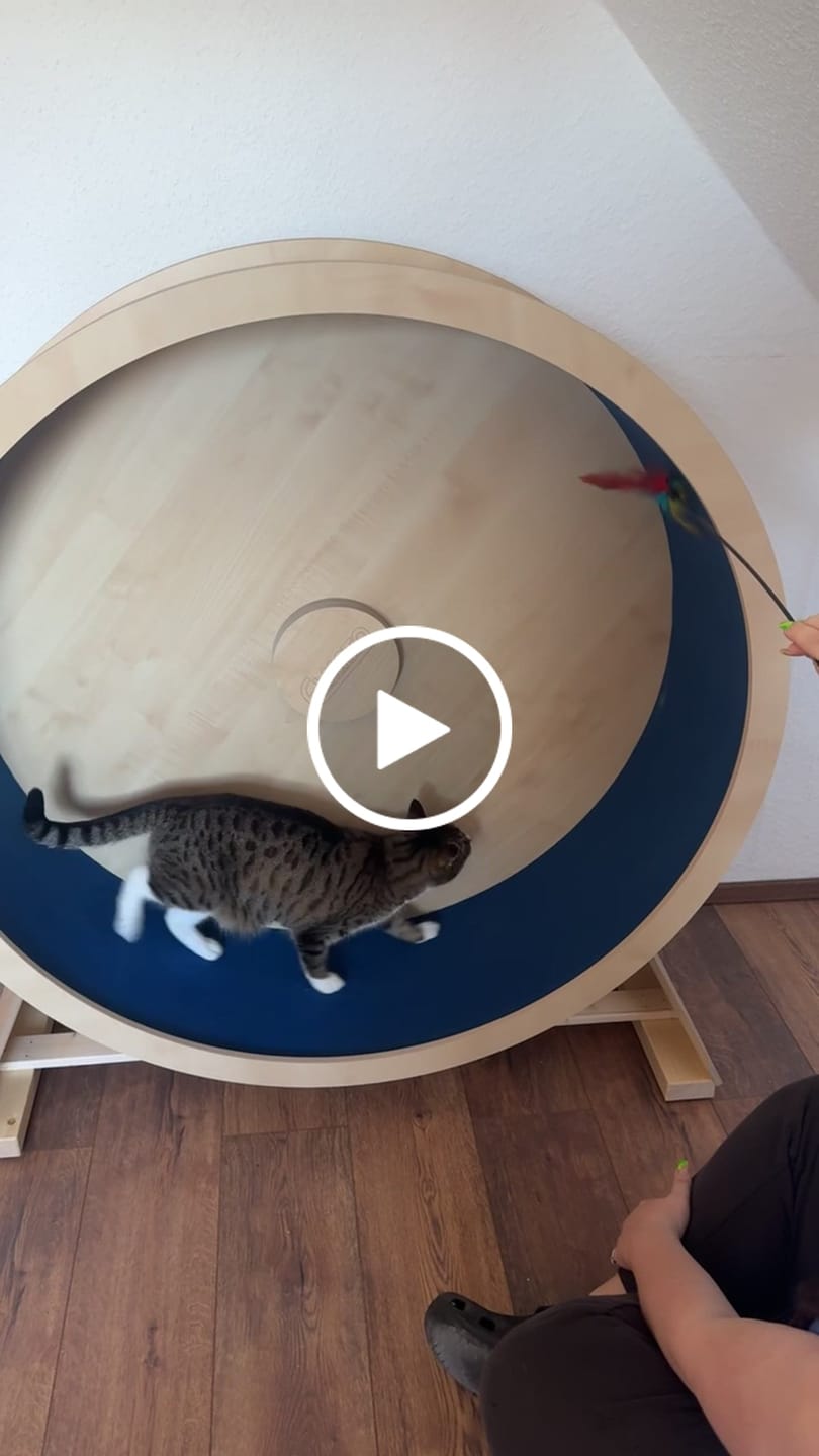 Customer video review of Elmato Katzenlaufrad Rocky Standmodell