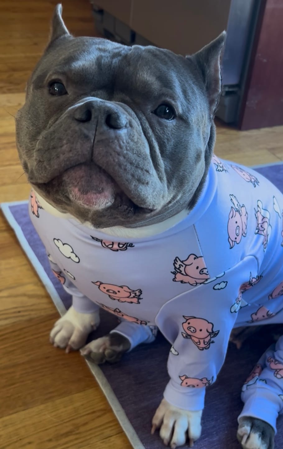 Customer photo review of Dog Pajama Prints
