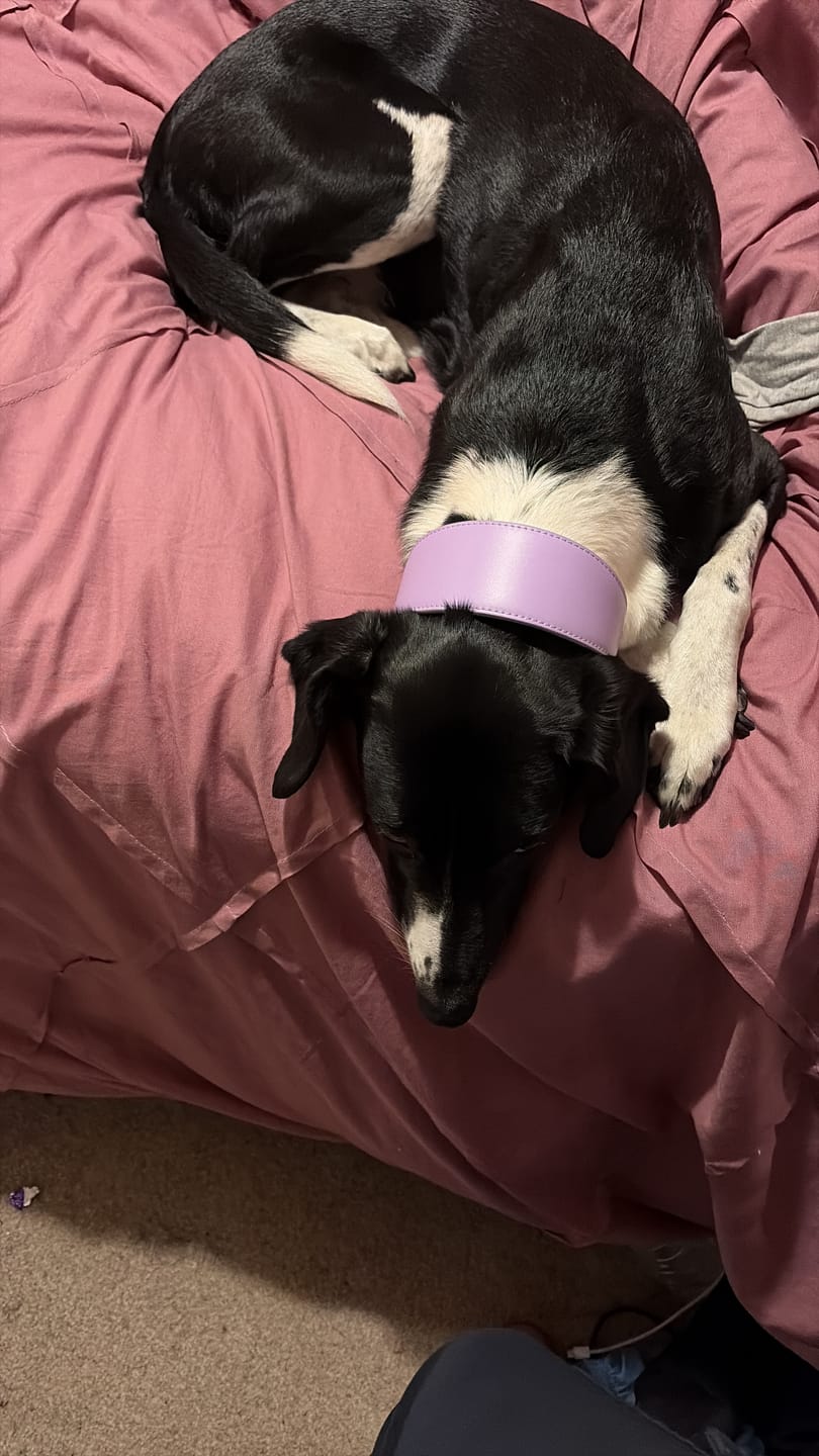 Customer photo review of Lavender Hound Collar