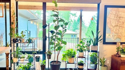 Customer's collection of many thriving houseplants in a sunlit room, showing the results of using the Plant Food.