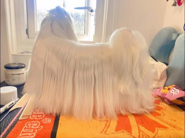 Customer photo review of Lavender & Chamomile 4-in-1 Calming Dog Shampoo