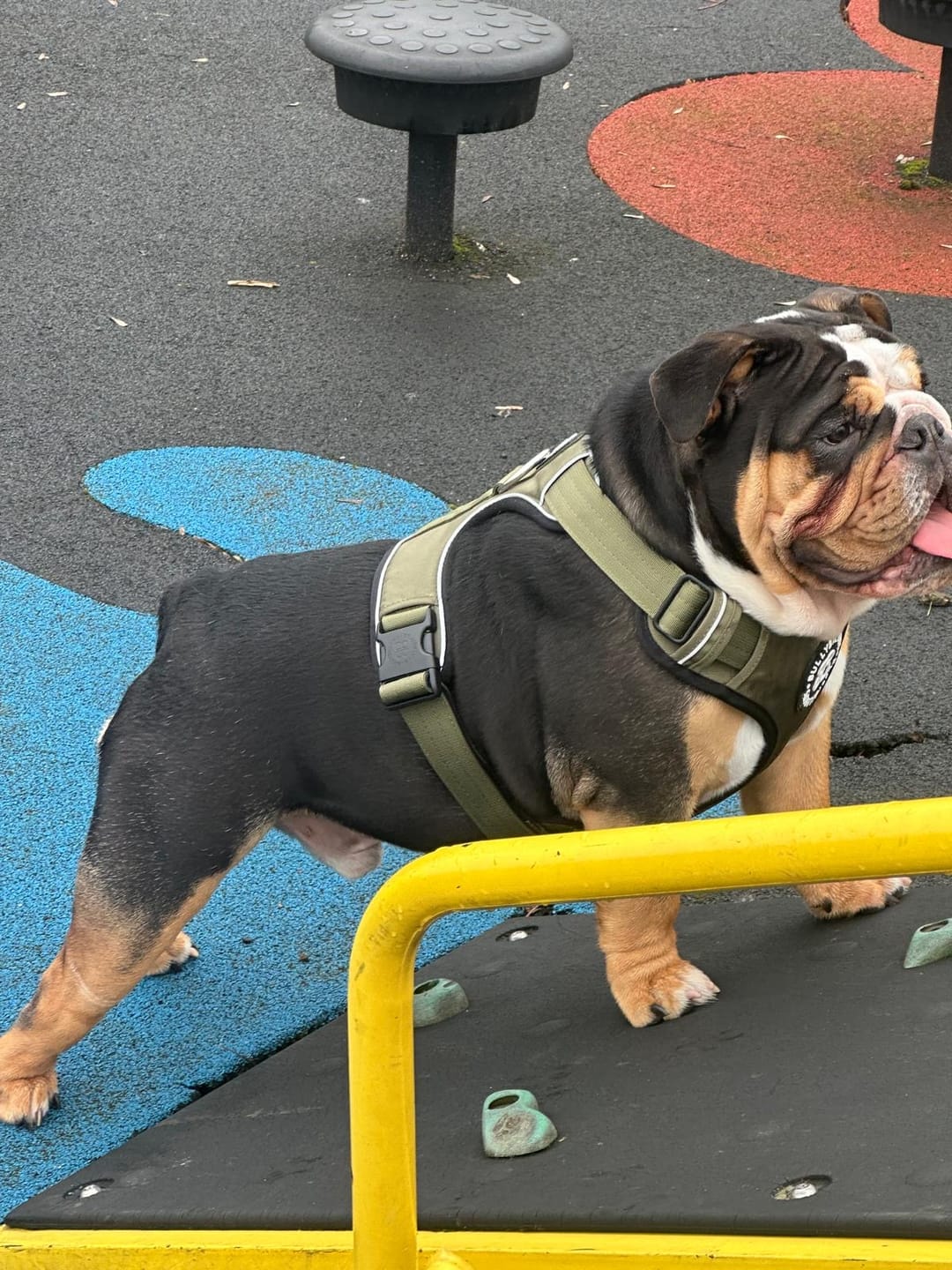 Customer photo review of Comfort Premium Harness | Non Restrictive - Khaki