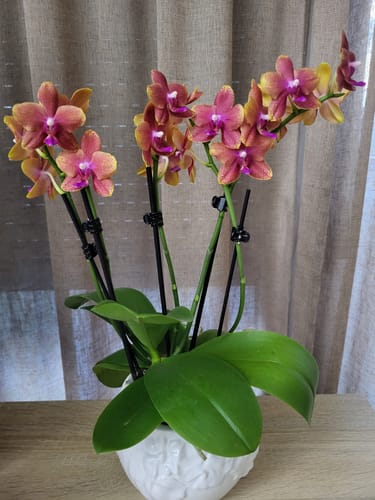 Rezensent zeigt die wunderschöne Duftorchidee Bolgheri mit vielen orange-violetten Blüten in einem weißen Ziertopf.