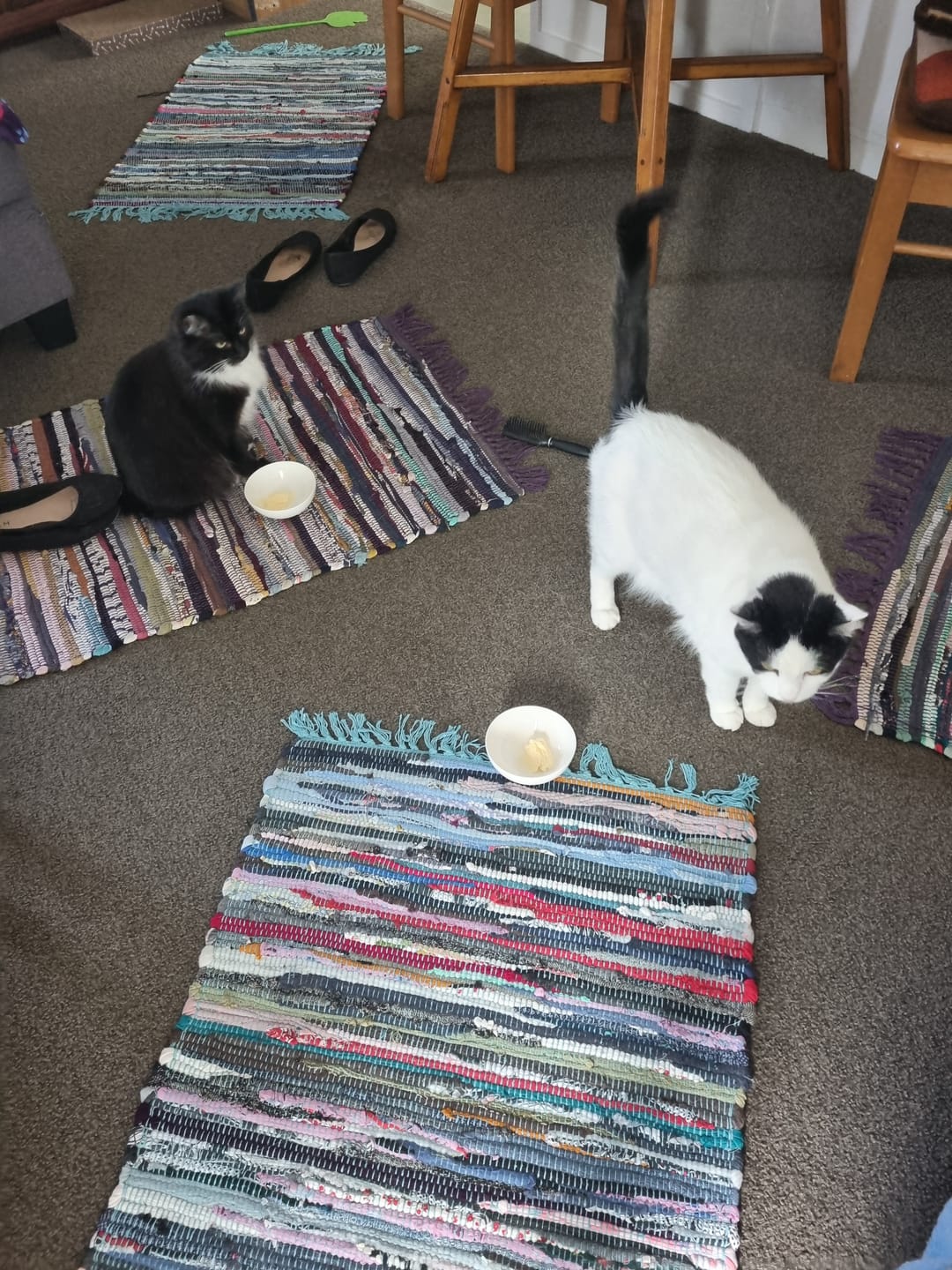 Customer photo review of NexGard SPECTRA for Large Cats 2.5-7.4kg