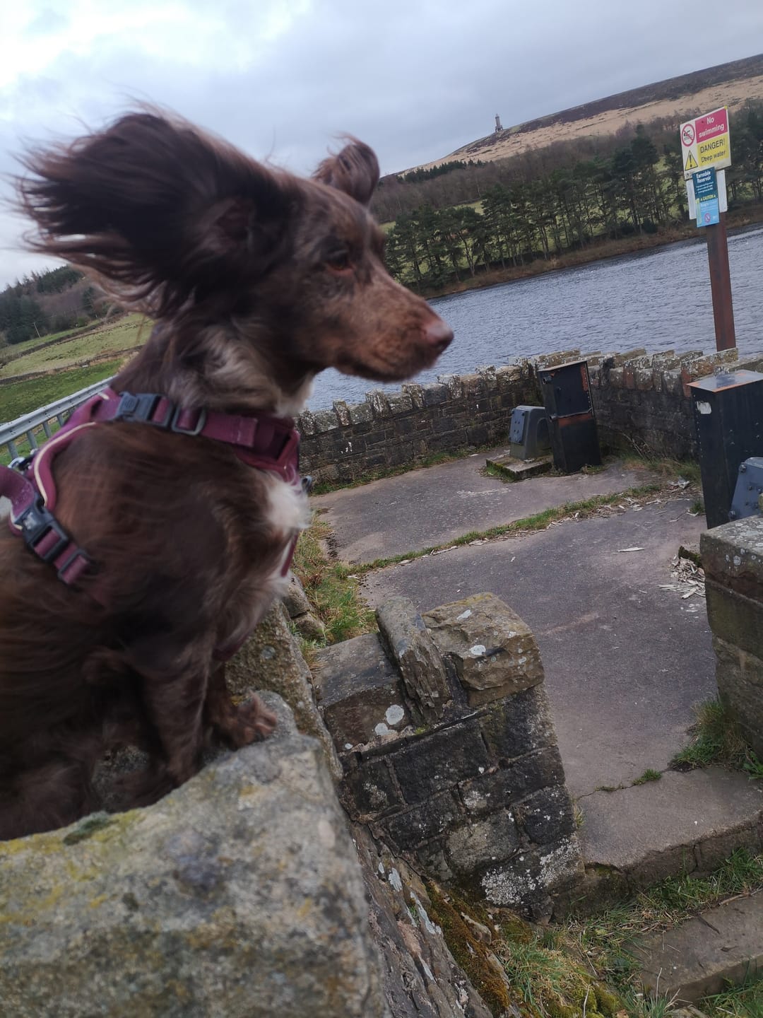 Customer photo review of Fabric Dog Lead 5ft - Mulberry Tweed