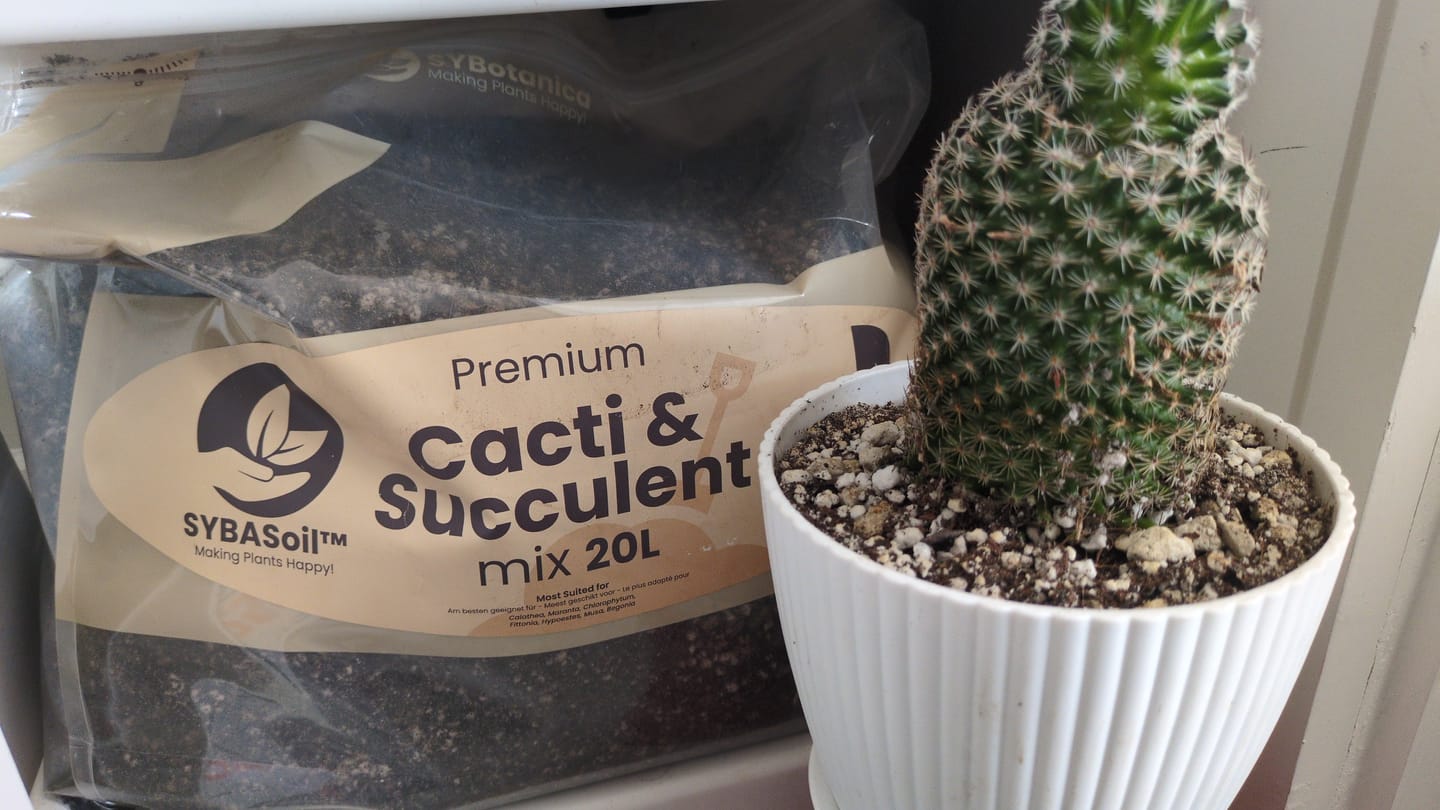 Customer photo review of Cacti & Succulent Mix