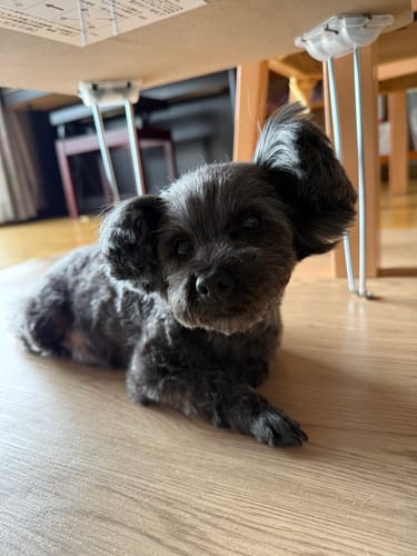 Customer photo review of FunFunPet 高機能ハーネス（お名前タグ作成サービス付き）