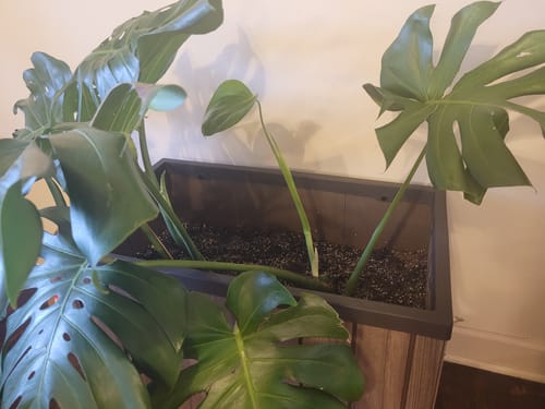 Customer's thriving monstera plant in a large planter, showing new leaf growth after using the Plant Food.