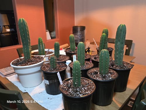 Customer photo review of Trichocereus Hybrid Variety Packs | Cactus Collector Variety Packs
