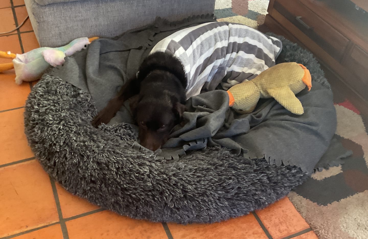 Customer photo review of Calming Pet Bed with Removable Cover