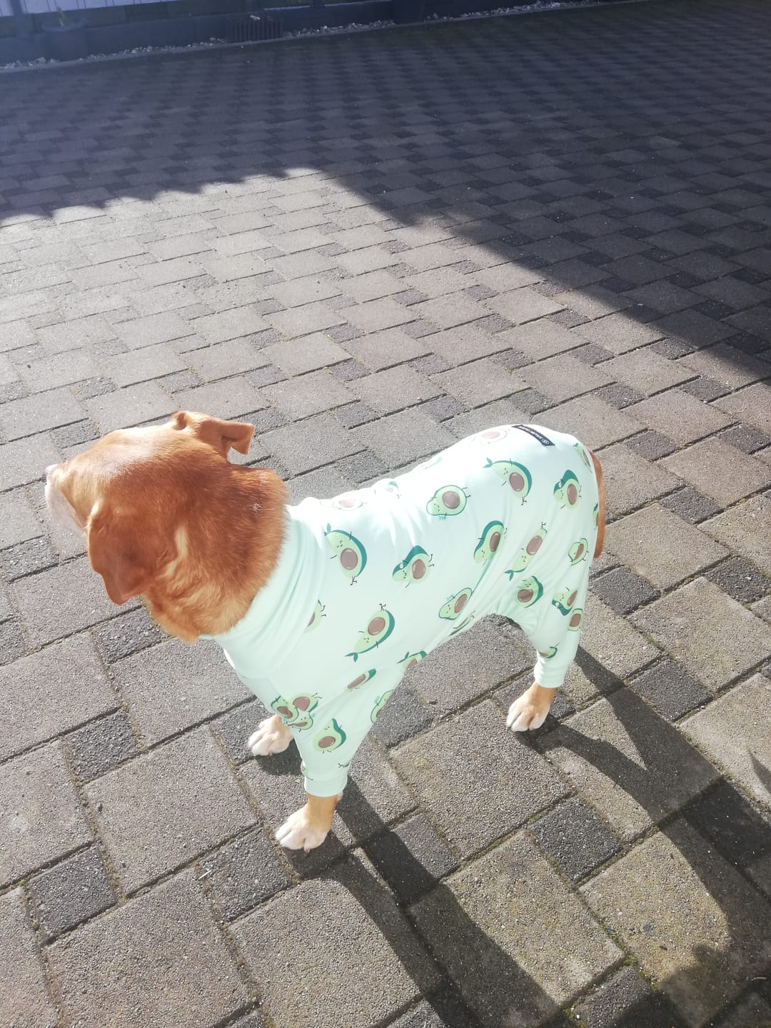 Customer photo review of Dog Pajama - Avocado