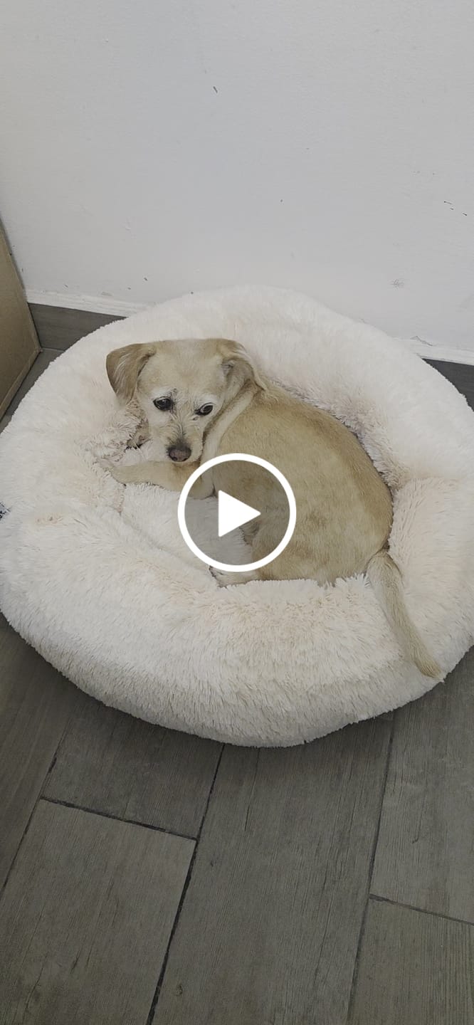 Customer video review of Funda Original para Cama Antiestrés para Perros