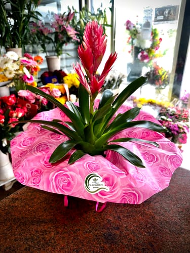 Customer photo review of PROMO - Sticker Vinile Classici