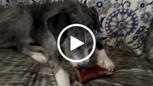 Customer video review of Smoked Beef Marrow Bone