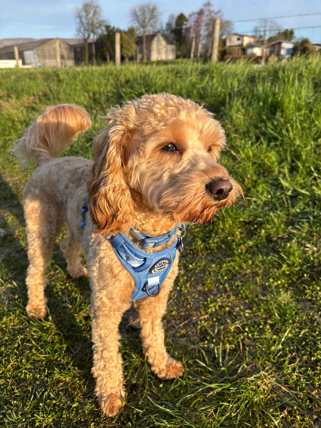 Customer photo review of Tough Trails™ Harness - Walkies Ready® Cornflower Blue