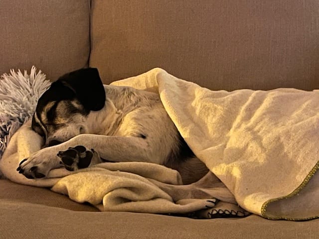 Customer photo review of 10% CBD Tropfen für Hunde