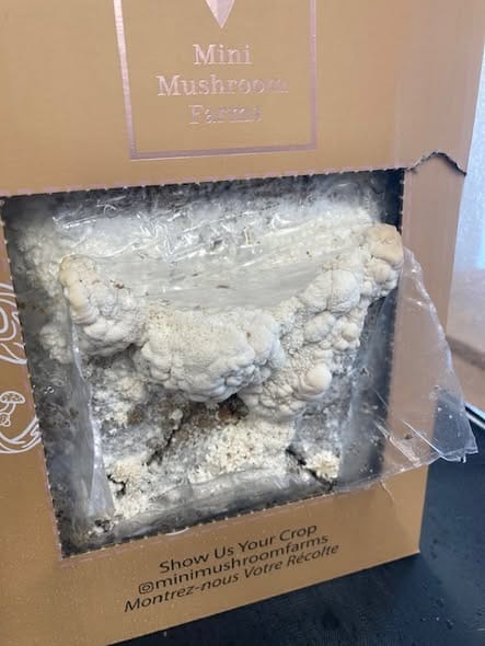 Customer photo review of Essentials Bundle Gift Set + Grow Kit