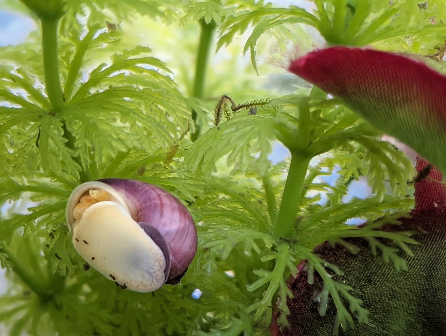 Customer photo review of Magenta Mystery Snail