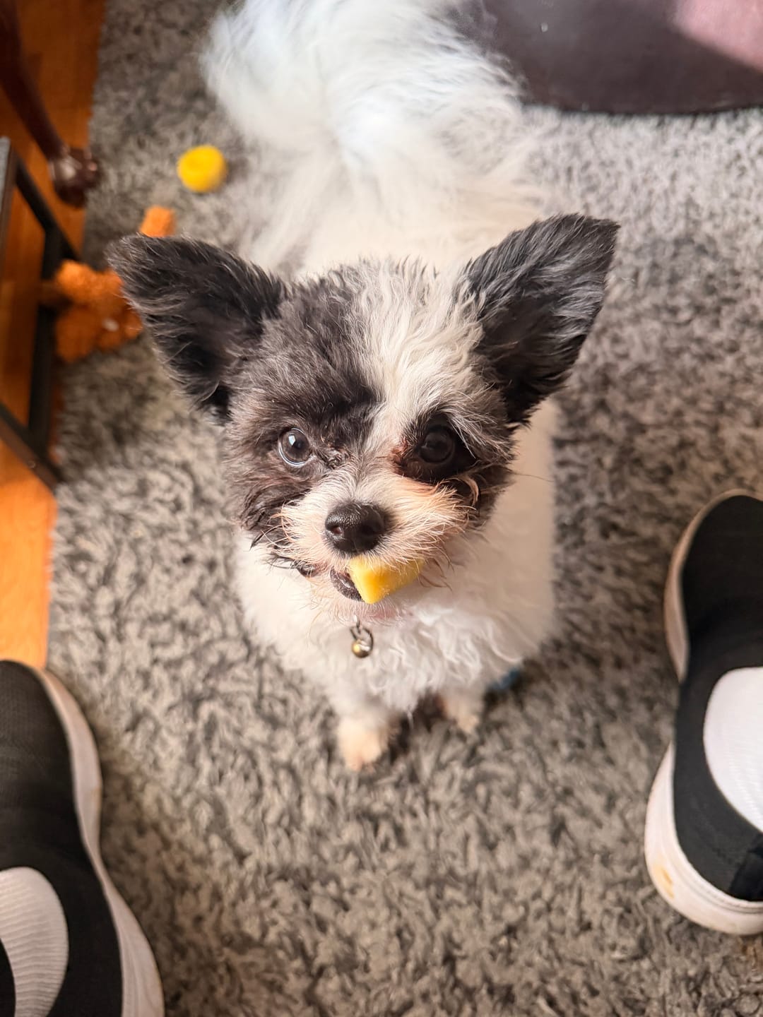 Customer photo review of Banana Yak Chews