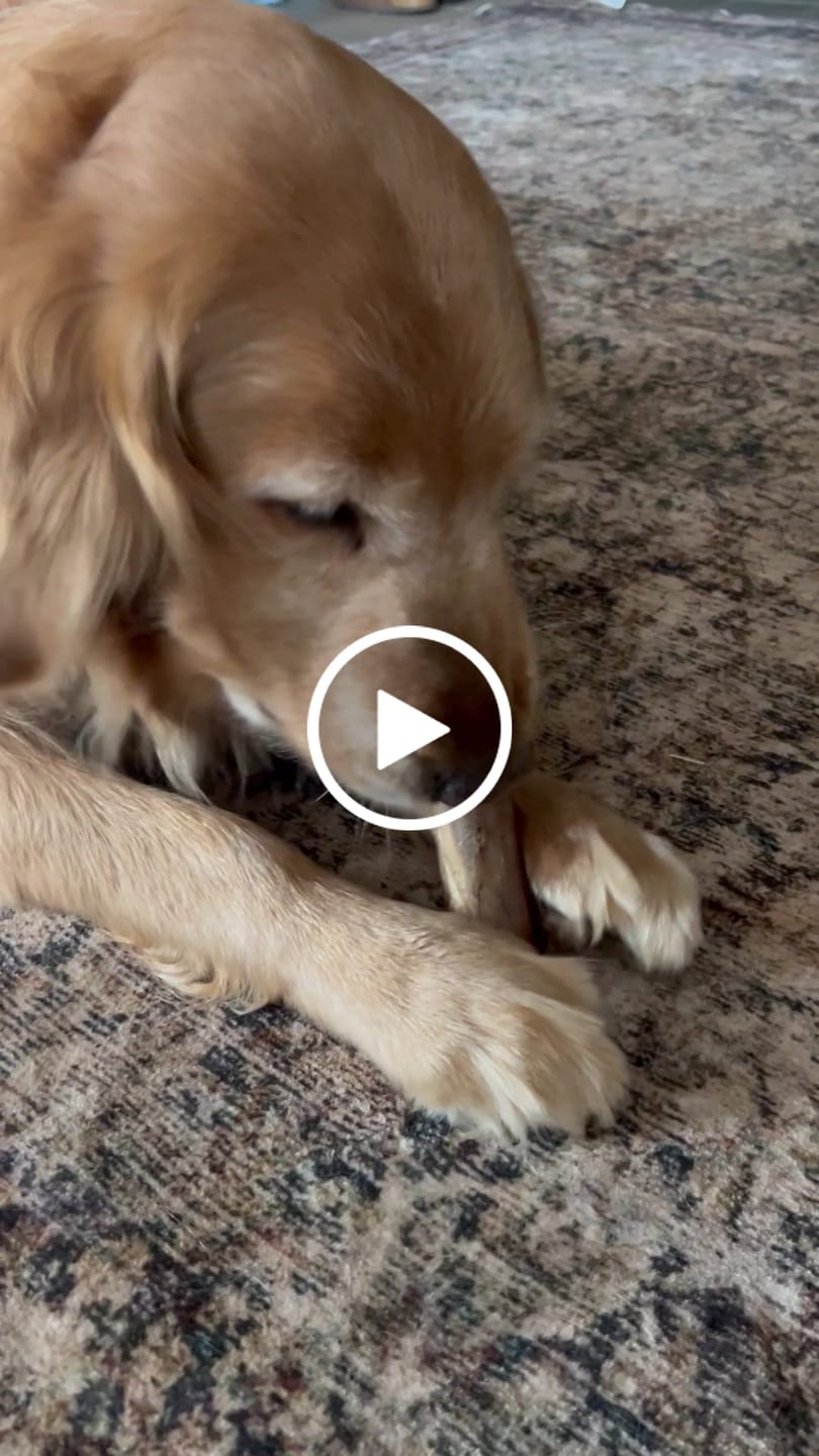 Customer video review of Ostrich Chunky Bones (5" x 2" - 2 Pack): The Long-Lasting, Flavor-Packed Bones for Medium to Large Dogs