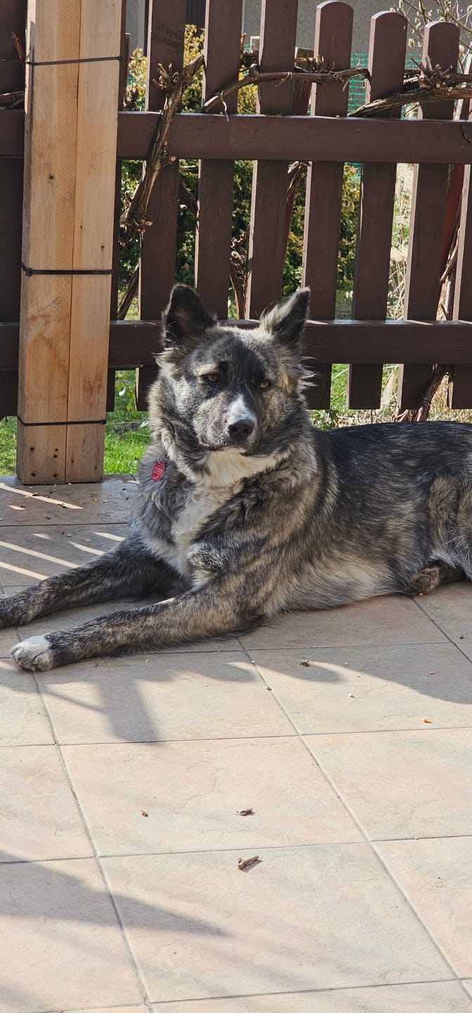 Customer photo review of Allergietest Pro Hund