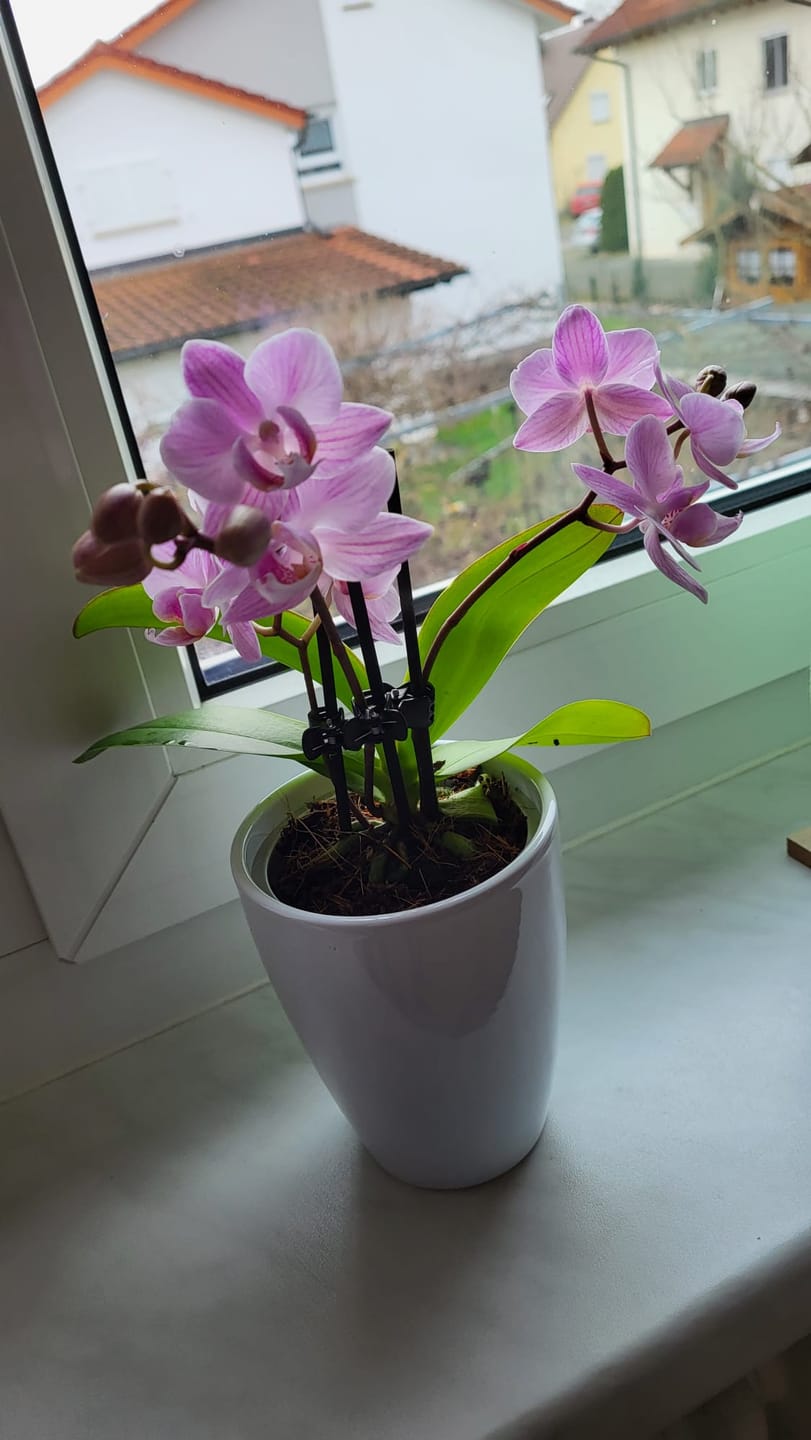 Customer photo review of Übertopf in verschiedenen Farben (9cm Töpfe)